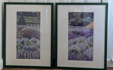 Photo of free Framed prints of lavender fields (Rossmoor) #1