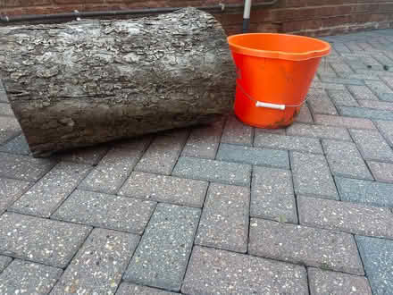 Photo of free Apple tree stump (Cheltenham) #3