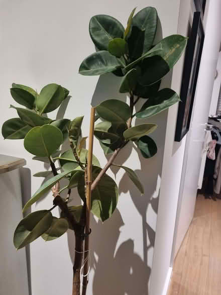 Photo of free Rubber plant (AB21) #4