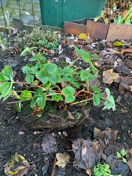 Photo of free Strawberry plants (Willenhall, West Midlands) #1