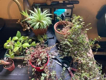 Photo of free Houseplants (Pontypridd) #1