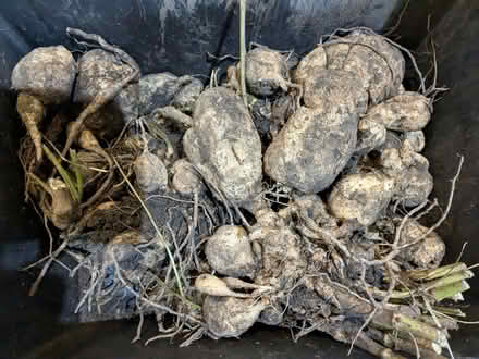 Photo of free Dahlia tubers (Chalford Hill GL6) #2