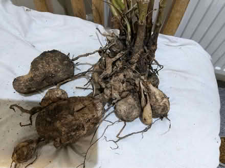 Photo of free Dahlia tubers (Chalford Hill GL6) #3