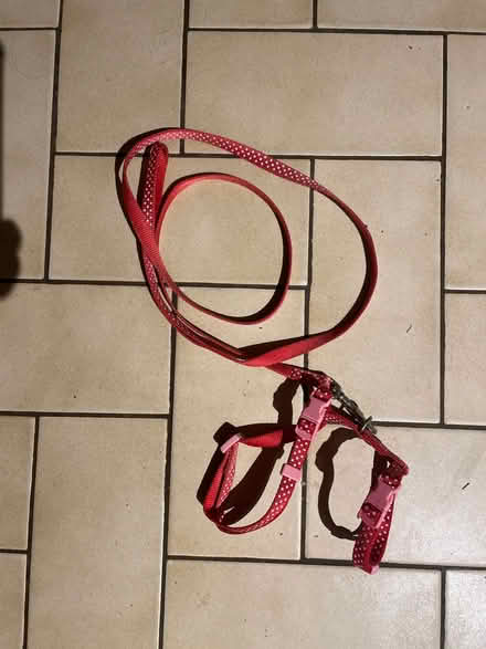 Photo of free Small animal harness and lead (Freehold LA1) #1