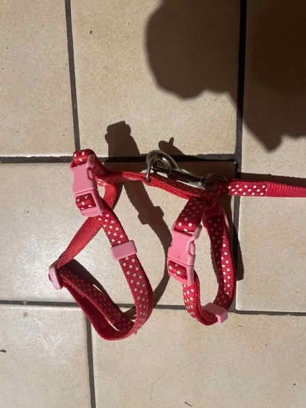 Photo of free Small animal harness and lead (Freehold LA1) #2