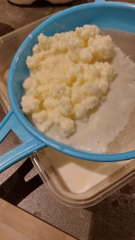 Photo of free Kefir grains (Broadsands TQ4) #1