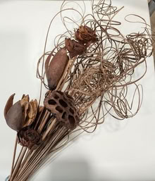 Photo of free Decorative Seed Pods #1