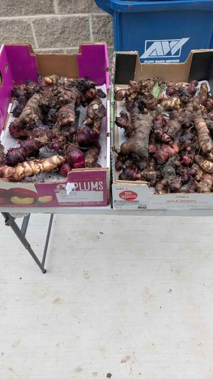 Photo of free Canna bulbs (Near Downtown Downers Grove) #2