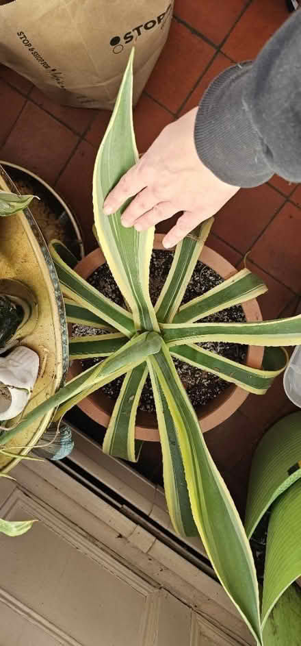 Photo of free Agave plant (201 Nesmith st lowell) #1