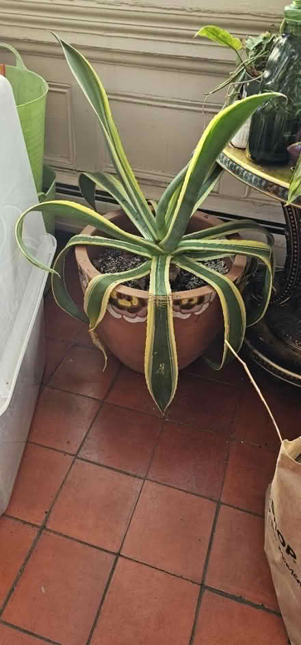 Photo of free Agave plant (201 Nesmith st lowell) #3