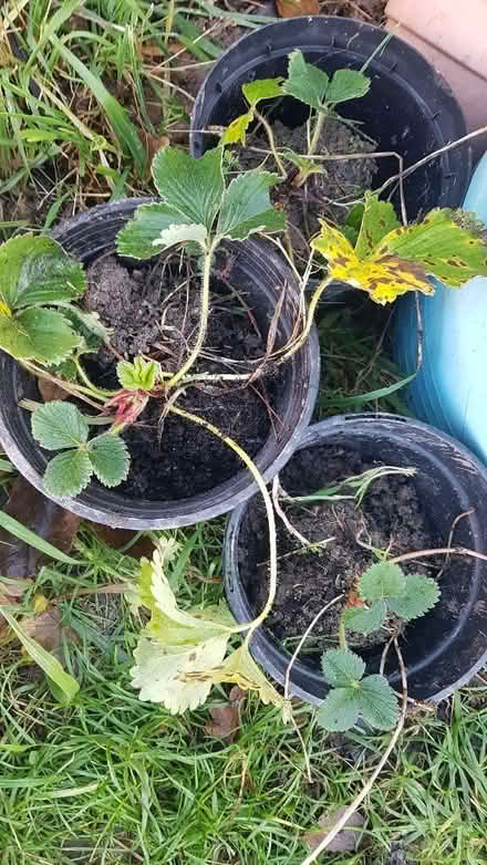 Photo of free Strawberry Plants on Offer (Hucclecote GL3) #1