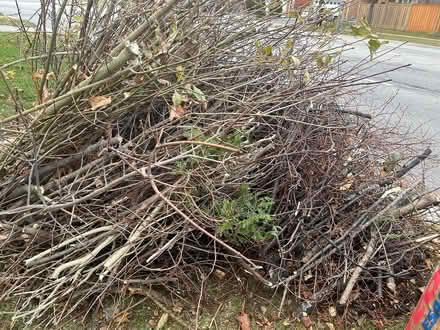 Photo of free Fire wood and branches (Glen Erin dr. Miss.) #1