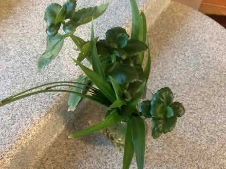 Photo of free Rooting house plants (Northwest Seattle, phinney) #1