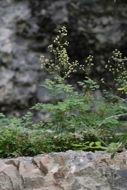 Photo of free Thalictrum plants (Tonbridge TN10) #1