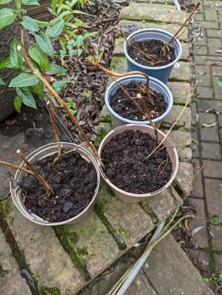 Photo of free Thalictrum plants (Tonbridge TN10) #2