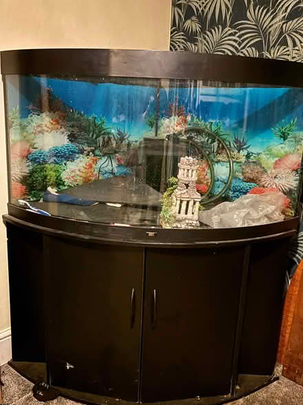 Photo of free 350l Jewel corner fish tank (Adwick le Street DN6) #1