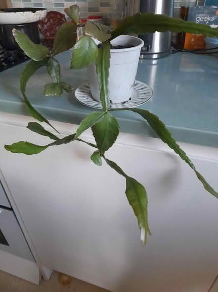 Photo of free House plants (BT30) #3