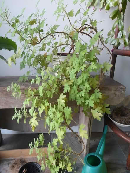 Photo of free House plants (BT30) #2