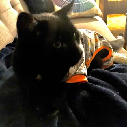 Photo of free Pet Halloween outfit (Barcroft, Arlington) #2