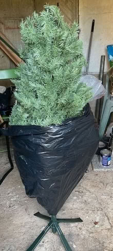 Photo of free Christmas Tree (Oughtibridge S35) #1