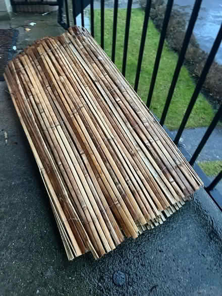 Photo of free 5 m of bamboo (Lansdown) #2