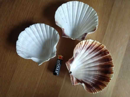 Photo of free Scallop shells (Knowle BS3) #2