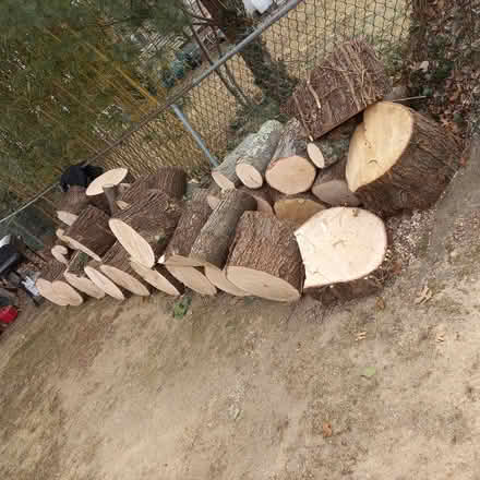 Photo of free Firewood Logs - OAK Trees (Lake Hiawatha, NJ) #1