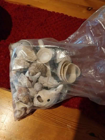 Photo of free Bag of assorted shells (Barnard's Green WR14) #1