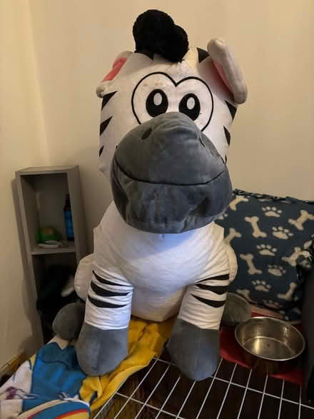 Photo of free Large zebra teddy (Widnes WA8) #1