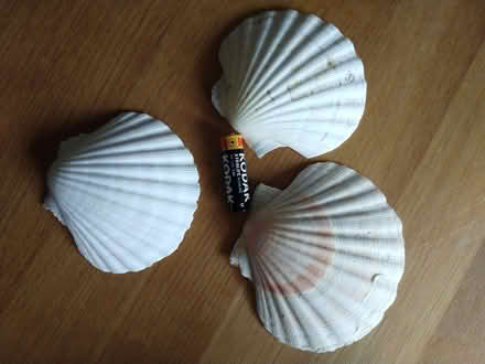 Photo of free Scallop shells (Knowle BS3) #1