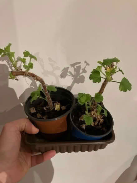 Photo of free House plants (New Catton NR3) #1