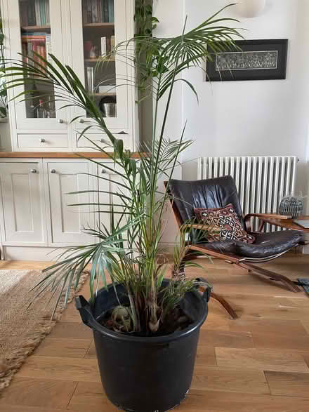 Photo of free Large palm houseplant (Hungerford Rd N7) #1