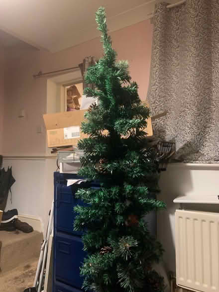 Photo of free Christmas tree (Leighton Buzzard LU7) #1