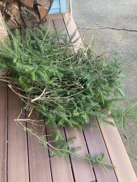 Photo of free Christmas tree branches (Far West side of Danbury) #1