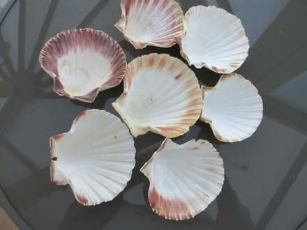 Photo of free Scallop shells (Grange Park WA10) #1