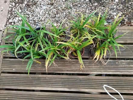 Photo of free Pots of self seeded ‘Torbay Palm’. (Copythorne TQ5) #1