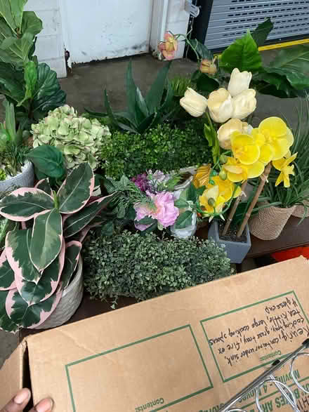 Photo of free Fake Plants (South Old Town Alexandria) #4