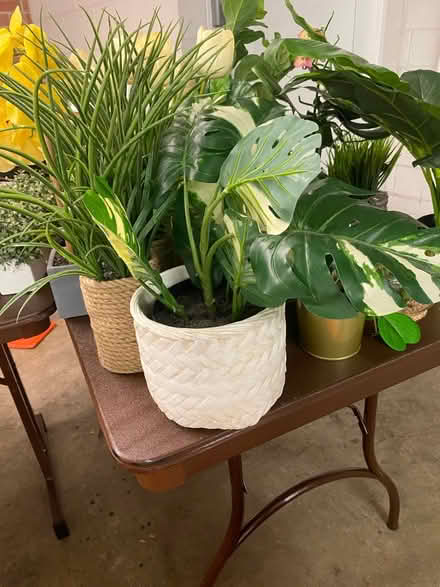 Photo of free Fake Plants (South Old Town Alexandria) #3