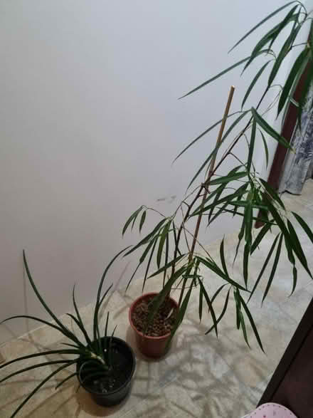 Photo of free 2 plants (Glasgow) #1