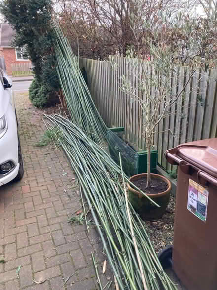 Photo of free Bamboo canes (Banbury OX16) #1