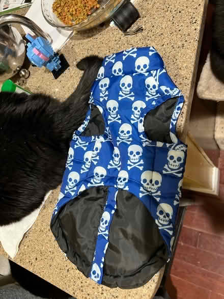 Photo of free Dog Skull jacket (Old City NE near Gallaudet) #1