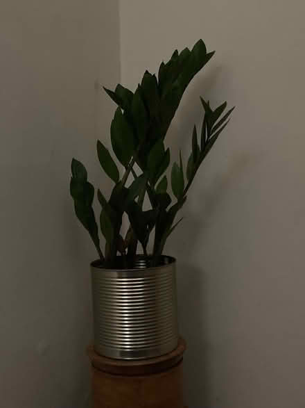 Photo of free BS6 large cans - great for plants (City of Bristol BS6) #1