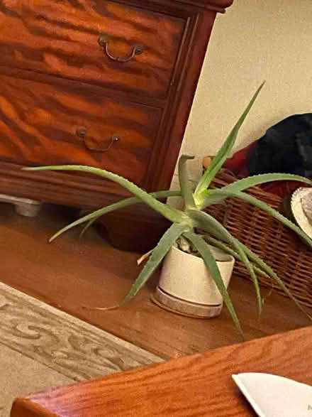 Photo of free Aloe plant (Westward-11th Street) #1