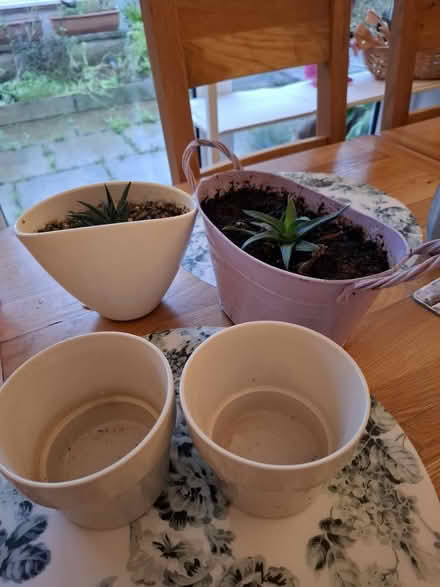 Photo of free Plant pots (BS30) #2