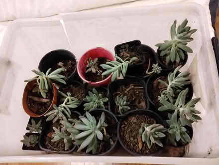 Photo of free Tub of Succulents (Hunters Hill, NSW) #1