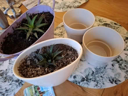 Photo of free Plant pots (BS30) #1