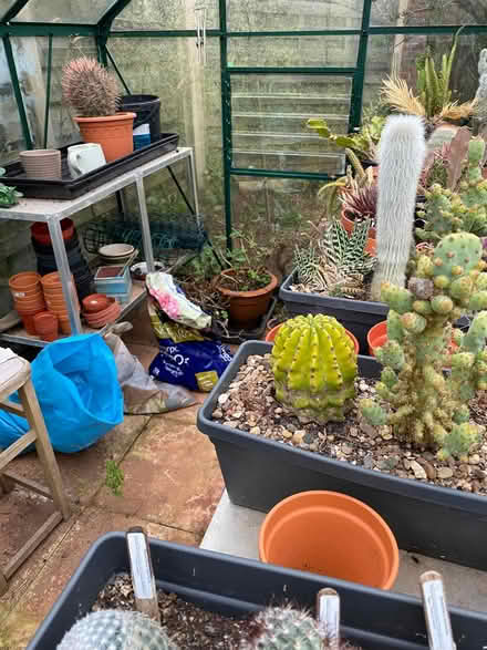 Photo of free Greenhouse (Preston, paignton) #3