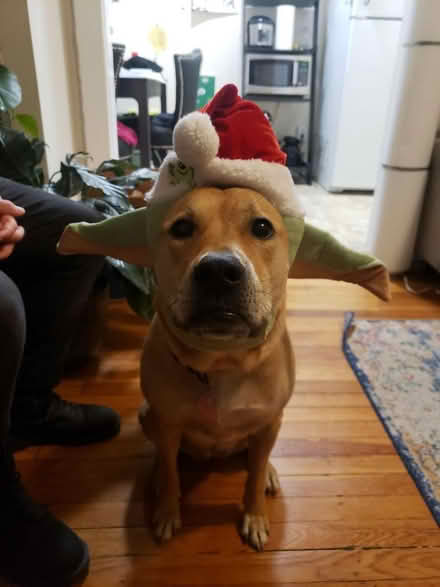 Photo of free Star Wars Santa hat (Cleveland Park) #1