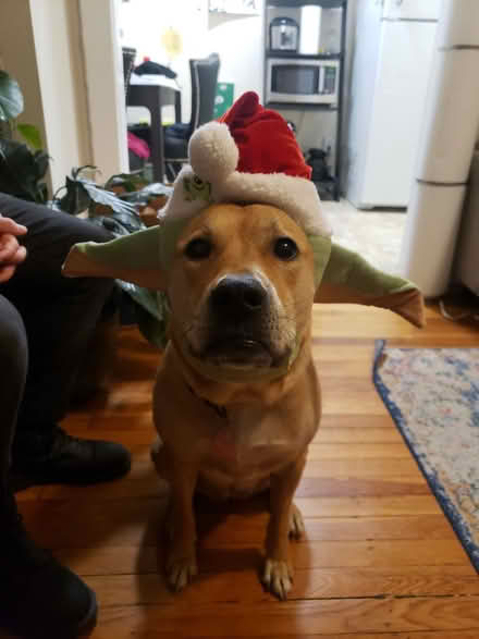 Photo of free Star Wars Santa Hat for dog (Cleveland Park) #1