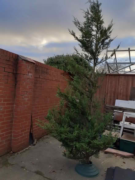 Photo of free Real christmas tree (Southport PR8) #4